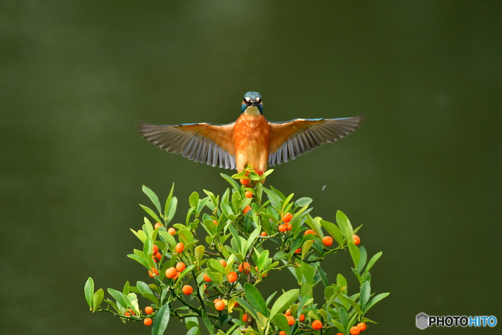 キンズとカワセミ