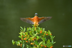 キンズとカワセミ