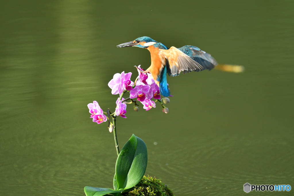 胡蝶蘭とカワセミ