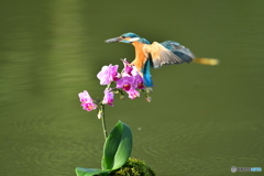 胡蝶蘭とカワセミ