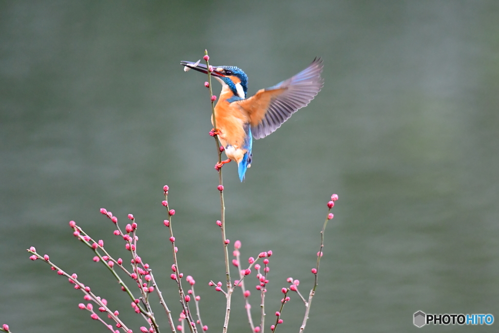 紅梅とカワセミ