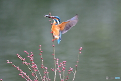 紅梅とカワセミ
