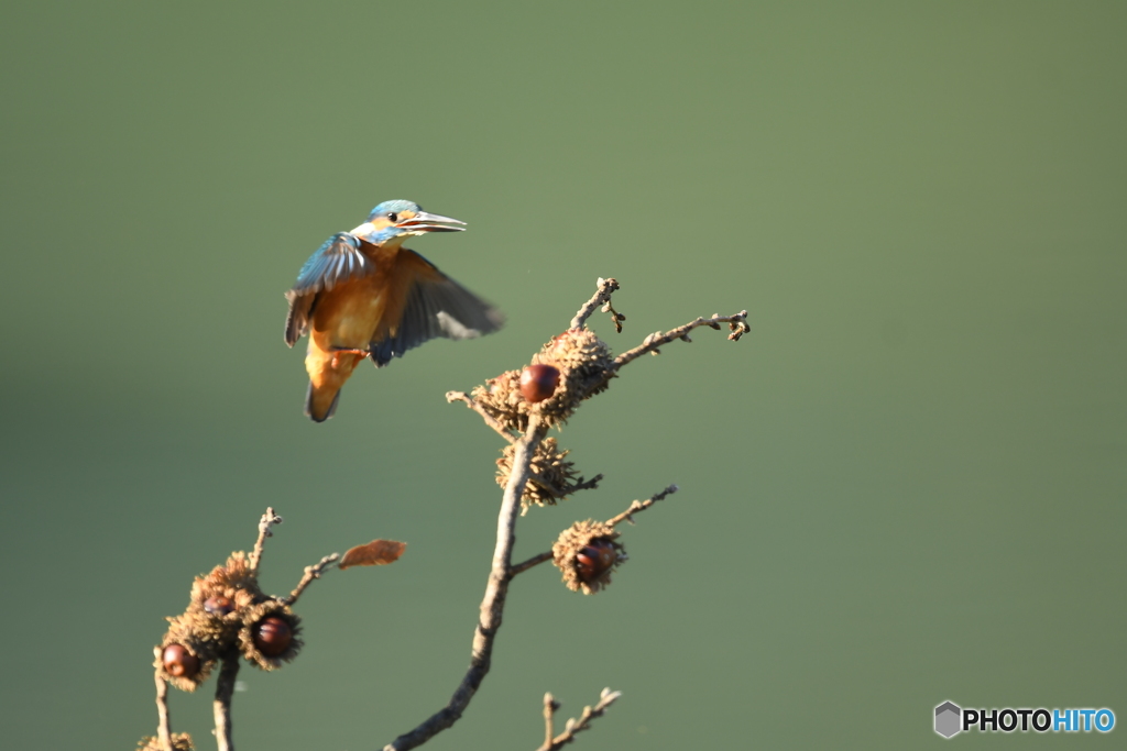 ドングリとカワセミ