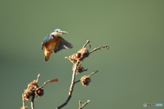 ドングリとカワセミ