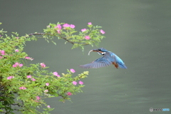 野バラとカワセミ