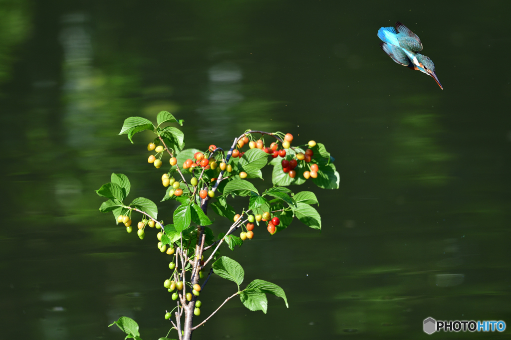 サクランボとカワセミ