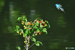 サクランボとカワセミ