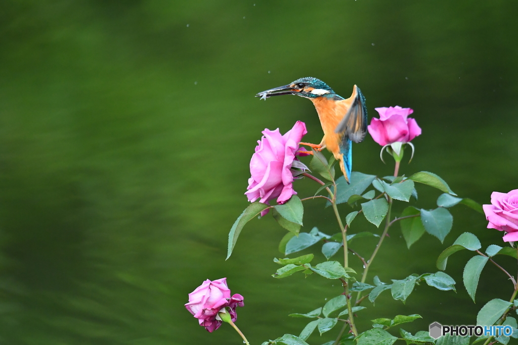 バラとカワセミ