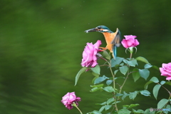 バラとカワセミ