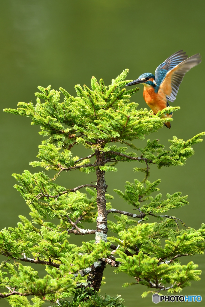 エゾマツとカワセミ