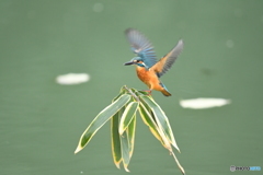 クマザサとカワセミ