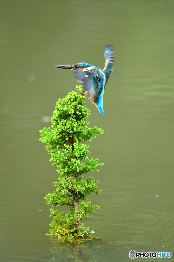スギとカワセミ
