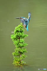 スギとカワセミ