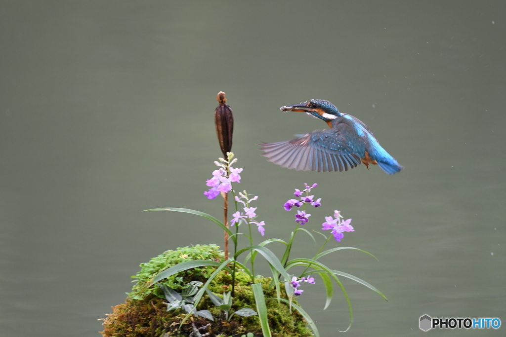 ウチョウランとカワセミ