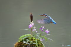 ウチョウランとカワセミ