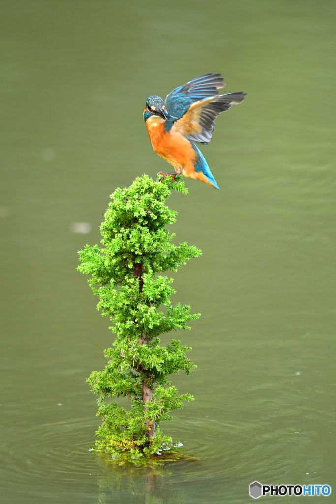 スギとカワセミ
