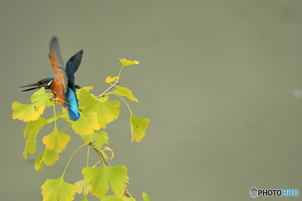 銀杏とカワセミ