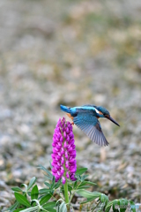 ルピナスとカワセミ