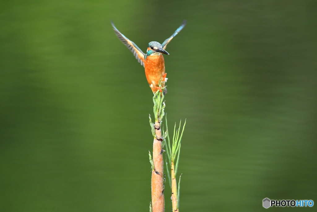 淡竹とカワセミ