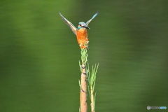 淡竹とカワセミ