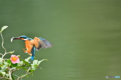 お茶の木とカワセミ