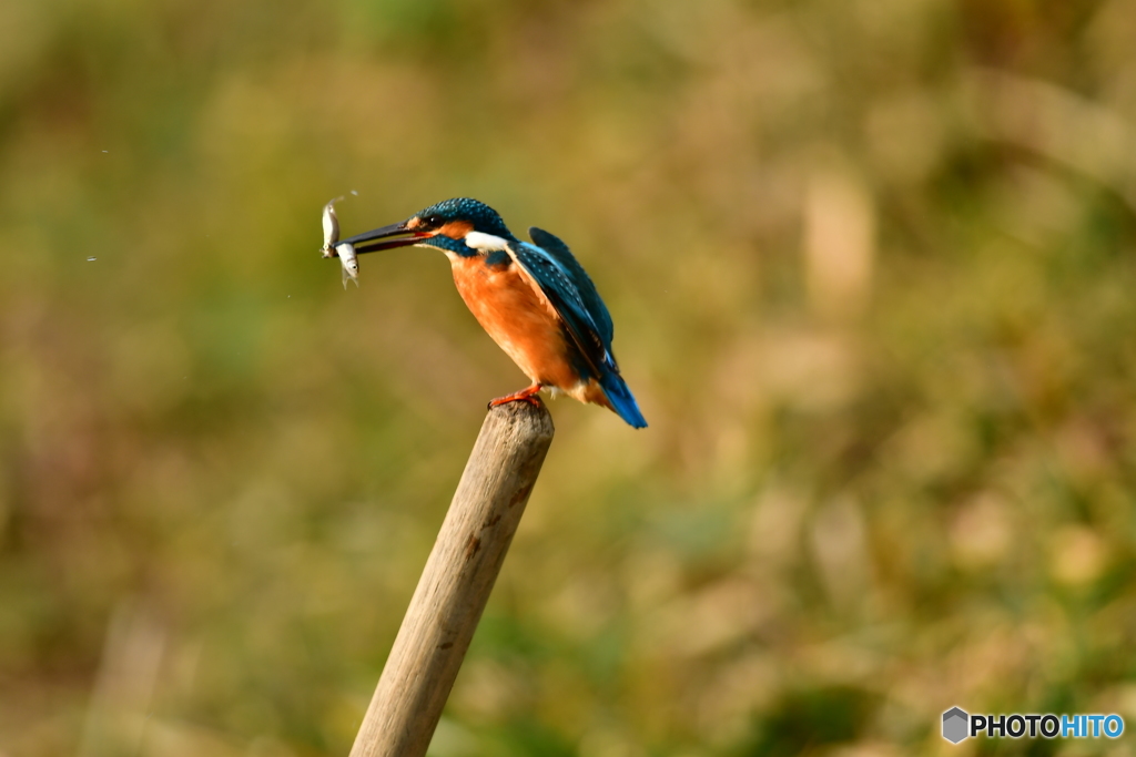 鍬の柄に止るカワセミ