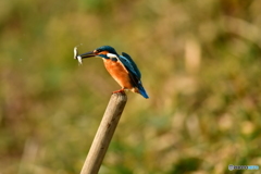 鍬の柄に止るカワセミ