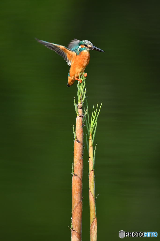 淡竹とカワセミ