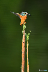 淡竹とカワセミ