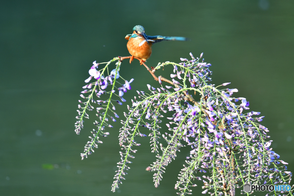 藤の花とカワセミ
