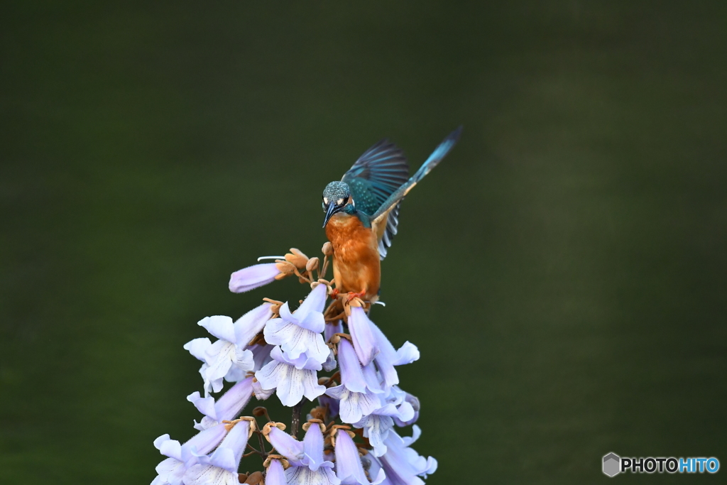 キリの花とカワセミ