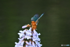 キリの花とカワセミ