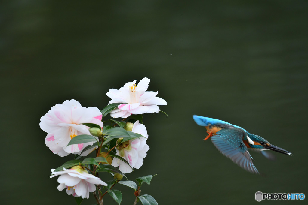 五色ツバキとカワセミ