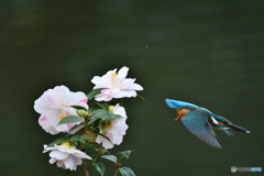 五色ツバキとカワセミ