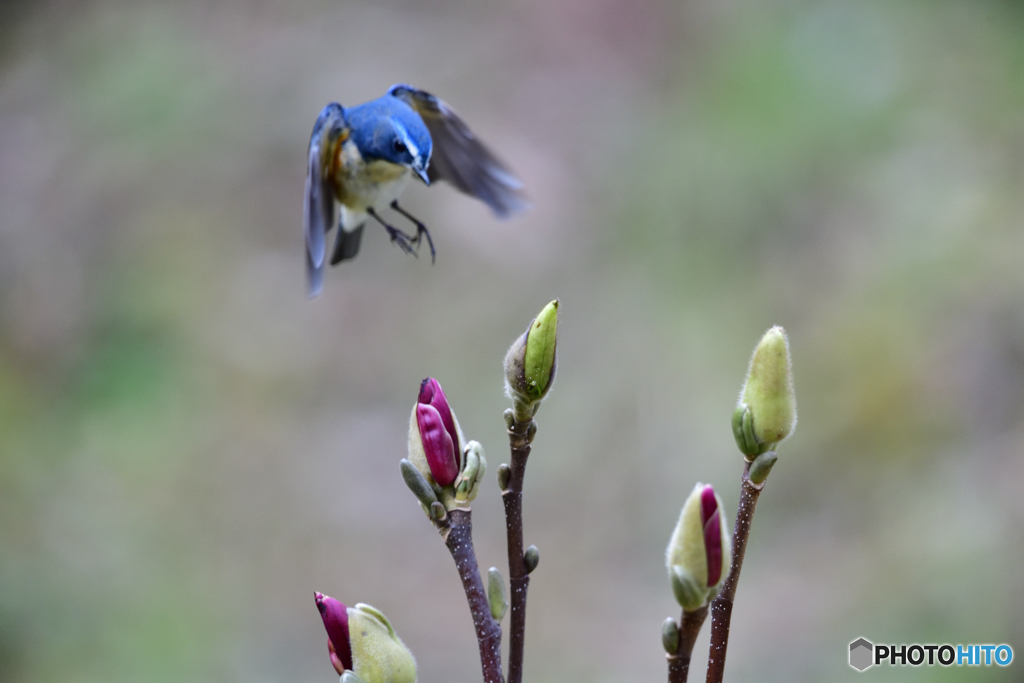 モクレンとルリビタキ