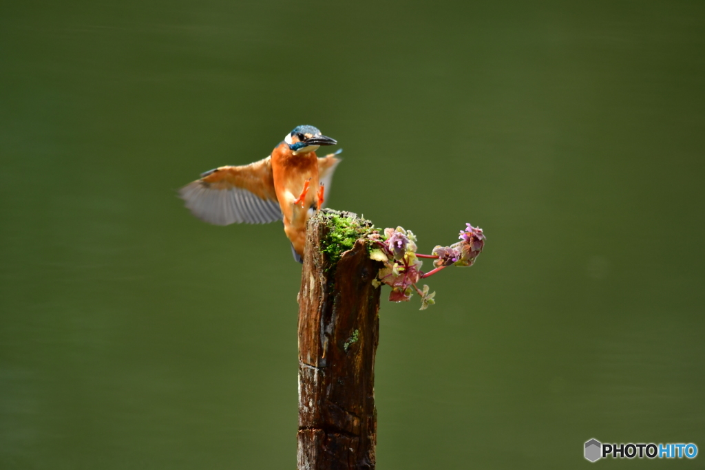 姫踊り子草とカワセミ