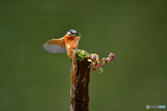 姫踊り子草とカワセミ