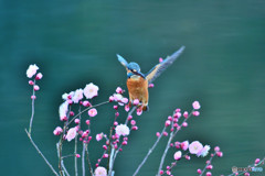 紅梅とカワセミ