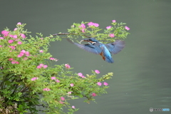 野バラとカワセミ