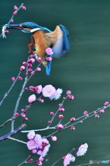 紅梅とカワセミ