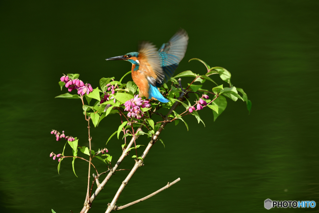 紅ウツギとカワセミ