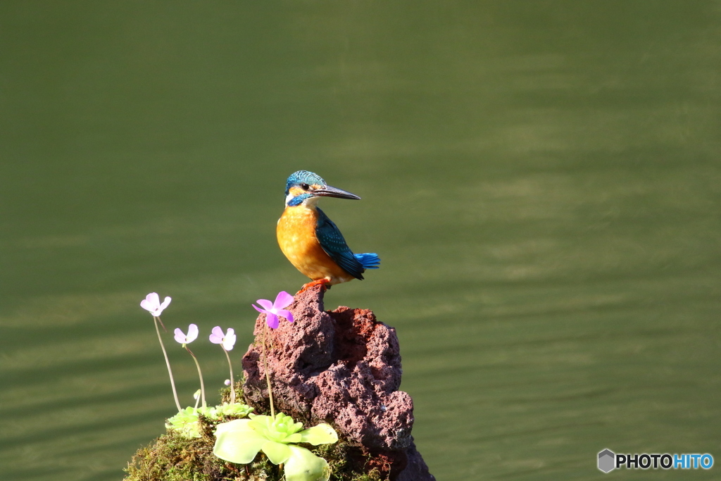虫取りスミレとカワセミ
