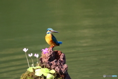 虫取りスミレとカワセミ