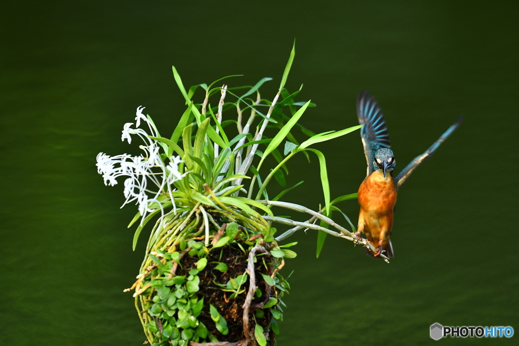 フウランとカワセミ