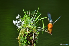 フウランとカワセミ