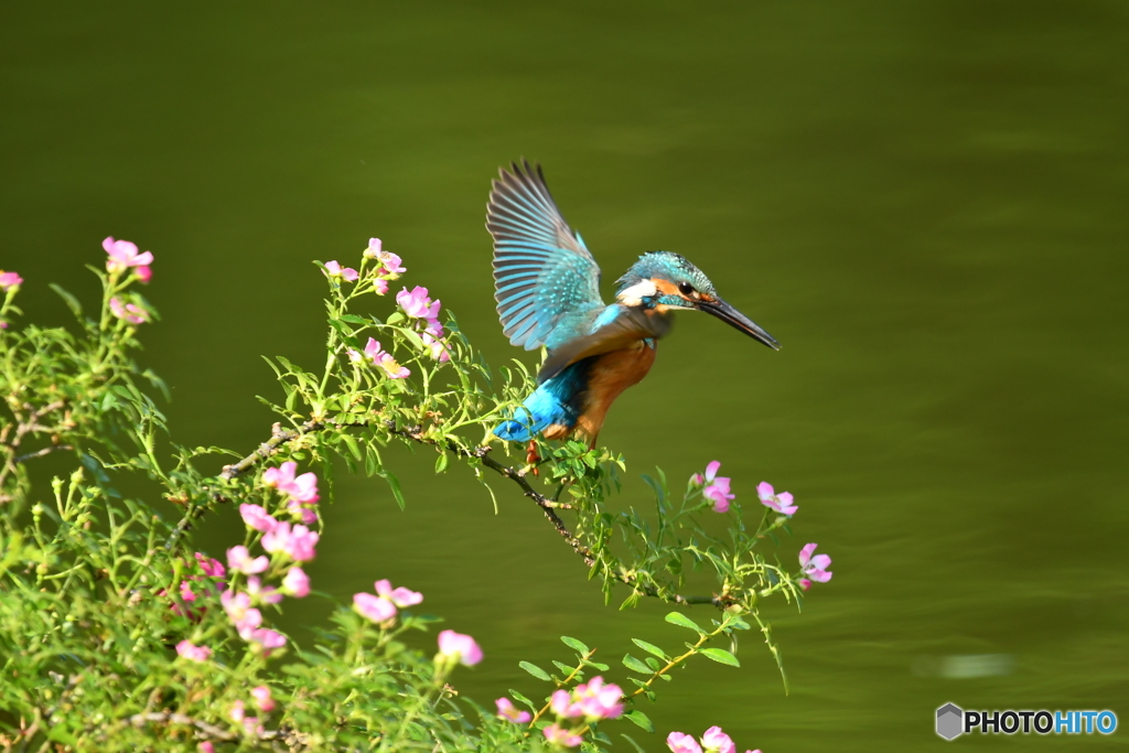 野バラとカワセミ