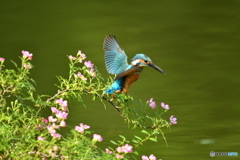 野バラとカワセミ