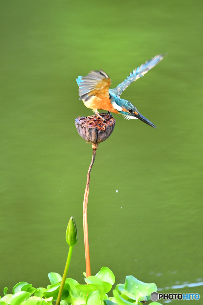 ハスの実とカワセミ