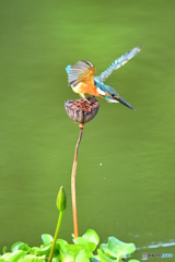 ハスの実とカワセミ