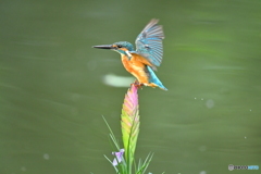 チランドシアとカワセミ